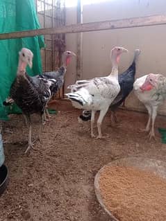 Bantam chicks and turkey available