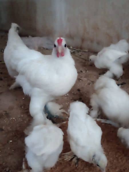 Bantam chicks and turkey available 1