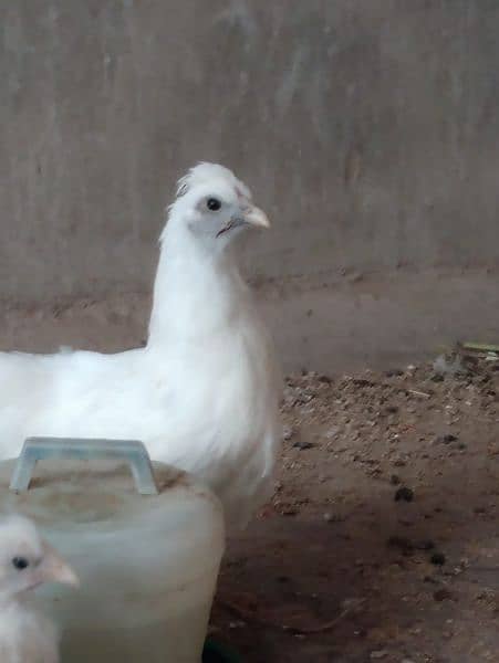 Bantam chicks and turkey available 2