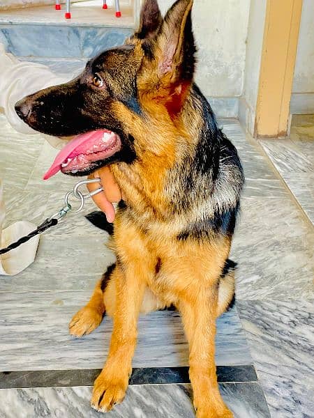 German shepherd female puppy 4