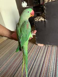 raw parrot hand tame  pair for sale 0
