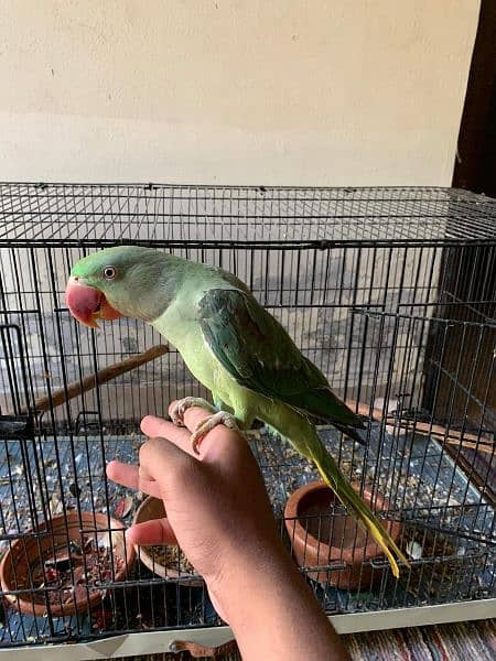 raw parrot hand tame  pair for sale 1