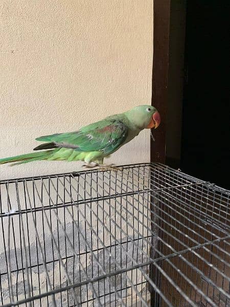 raw parrot hand tame  pair for sale 2
