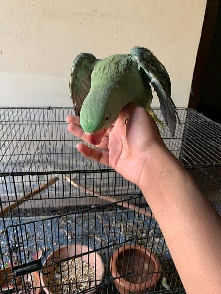 raw parrot hand tame  pair for sale 4
