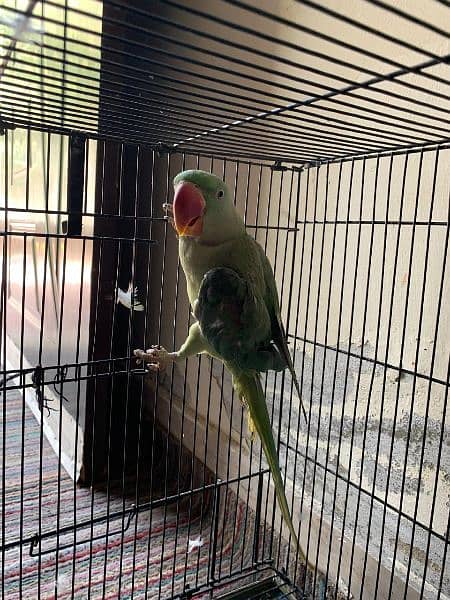 raw parrot hand tame  pair for sale 5