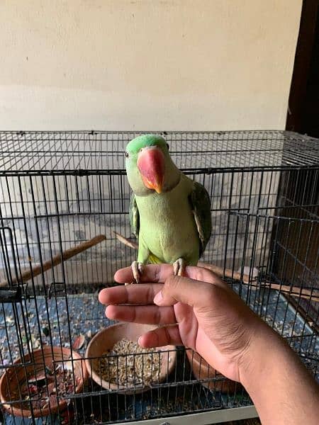raw parrot hand tame  pair for sale 6
