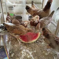 1 hen and 6 chiks for sale in sargodha city price on call 03017828384 0