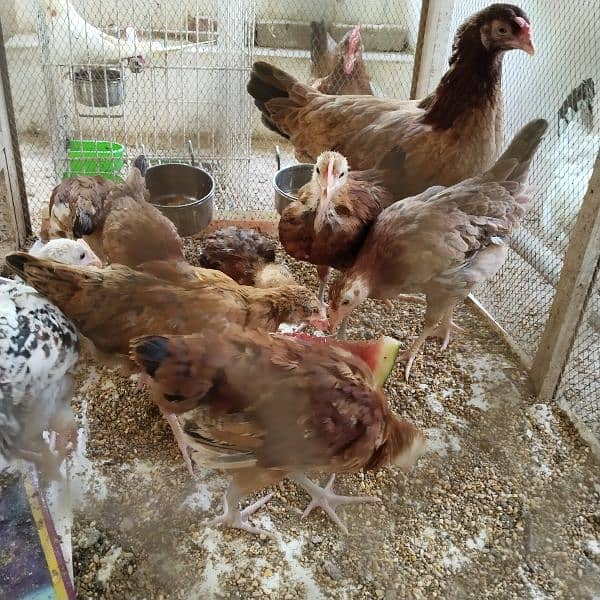 1 hen and 6 chiks for sale in sargodha city price on call 03017828384 1