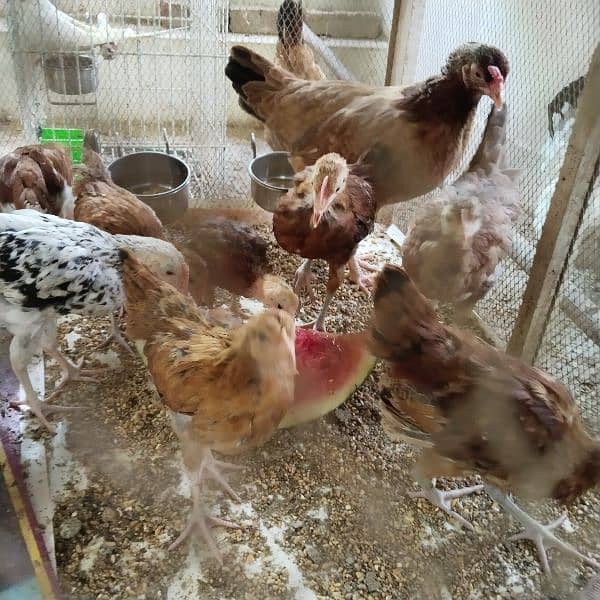 1 hen and 6 chiks for sale in sargodha city price on call 03017828384 2