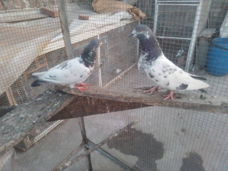 golden pair breeder 1200 man dono Acha ura howa 1