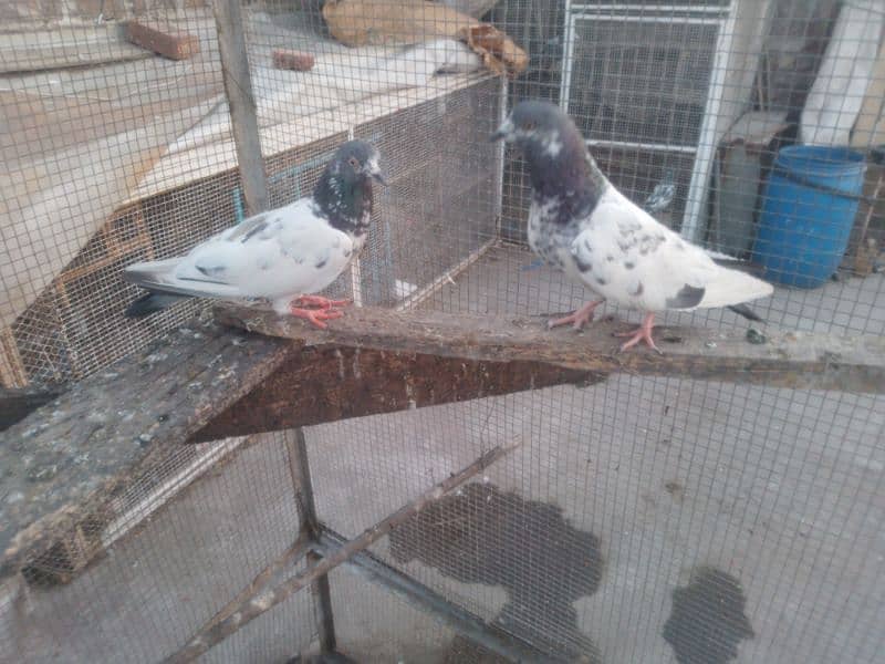 golden pair breeder 1200 man dono Acha ura howa 6