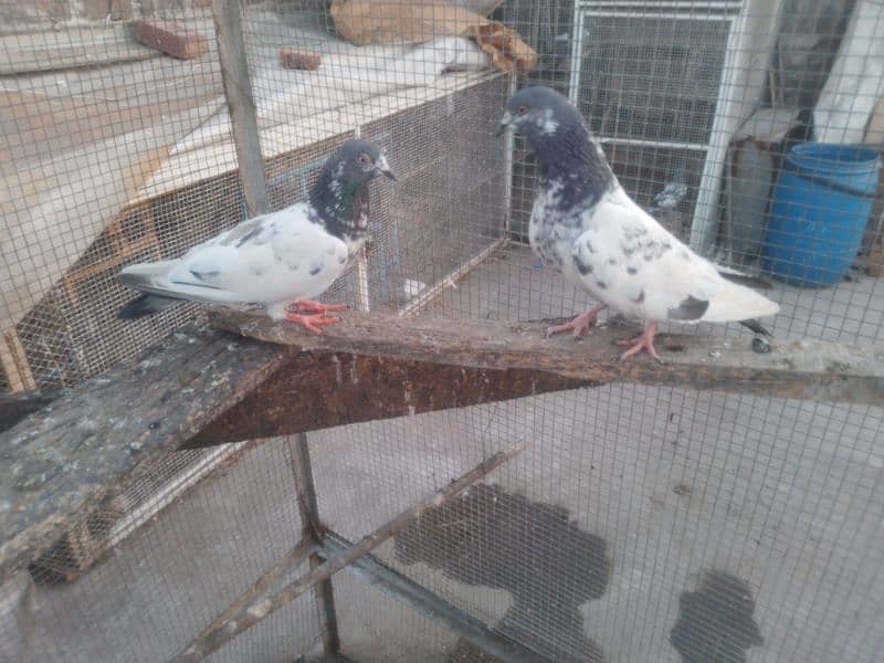 golden pair breeder 1200 man dono Acha ura howa 7