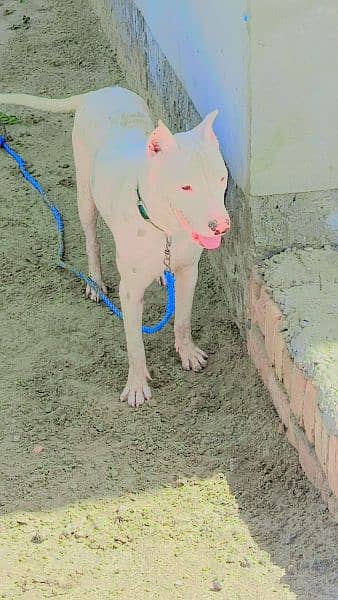 Dogo Argentino and Pitbull cross Female dog for sale age 8 to 9 month 7