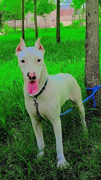 Dogo Argentino and Pitbull cross Female dog for sale age 8 to 9 month 8