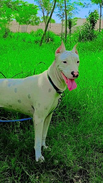 Dogo Argentino and Pitbull cross Female dog for sale age 8 to 9 month 11