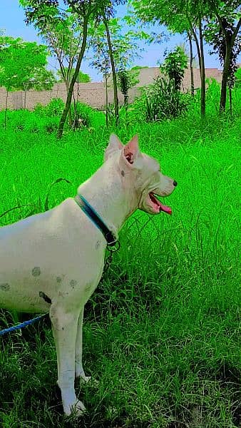 Dogo Argentino and Pitbull cross Female dog for sale age 8 to 9 month 12