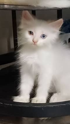 Persian Cat / White Persian cat / Punch face Cat / Doll Face cat