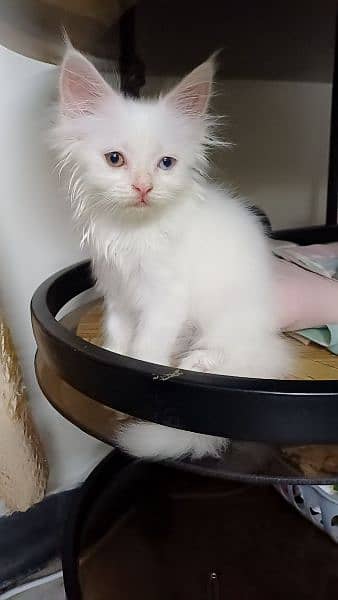 Persian Cat / White Persian cat / Punch face Cat / Doll Face cat 1