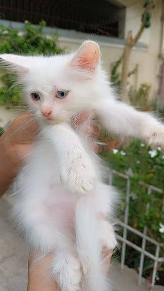 Persian Cat / White Persian cat / Punch face Cat / Doll Face cat 2