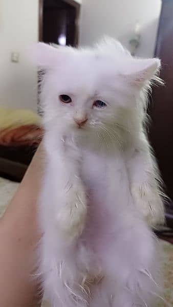 Persian Cat / White Persian cat / Punch face Cat / Doll Face cat 3