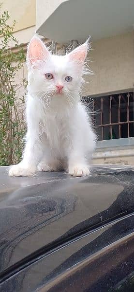 Persian Cat / White Persian cat / Punch face Cat / Doll Face cat 5