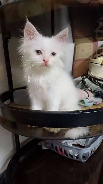 Persian Cat / White Persian cat / Punch face Cat / Doll Face cat 7