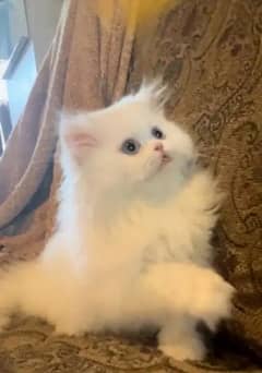 Persian, ragdoll, hamalayan Siamese kittens for sale in high quality