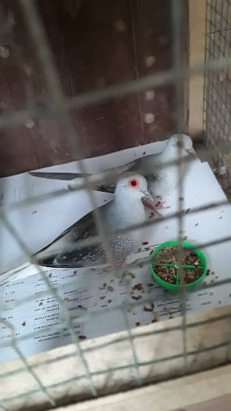 doves pair with chick and egg Australian rainbow 0