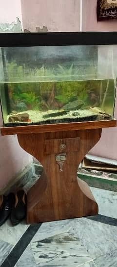 Fish Aquarium with 7 Fishes