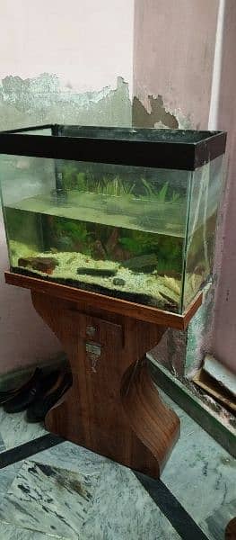 Fish Aquarium with 5 Fishes 1