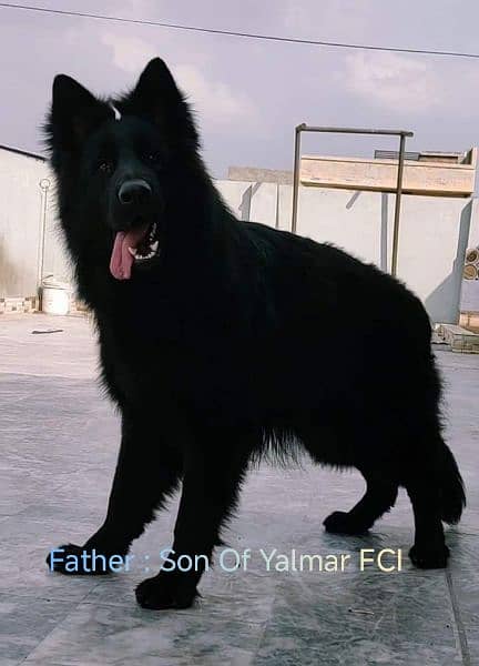 German shepherd long hair 3