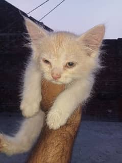 Persian cat for sale 0