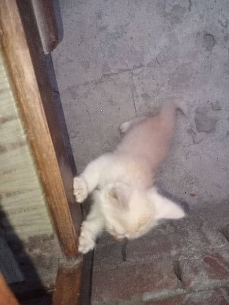 Persian cat for sale 1