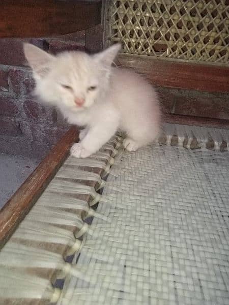 Persian cat for sale 3