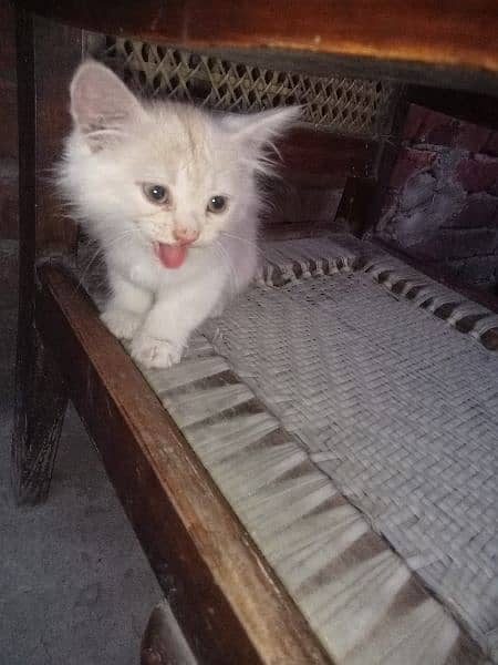 Persian cat for sale 4