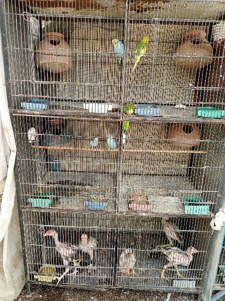 birds cage 2