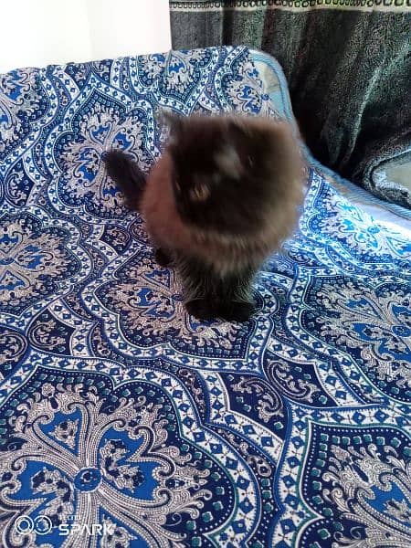 Persian cat for sale Age 3 month 1