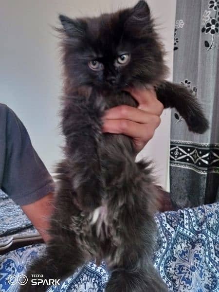 Persian cat for sale Age 3 month 2