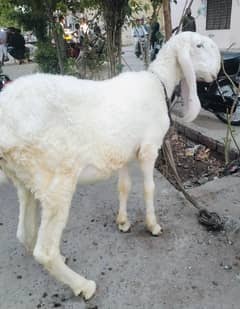 1 year old sheep