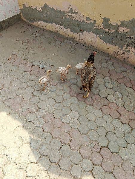 3 Heera aseal chicks 1