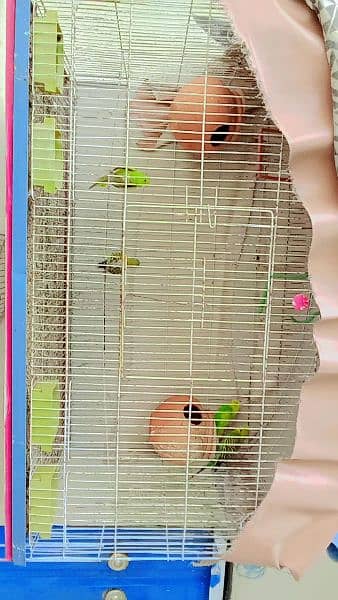 Australian budgies 2