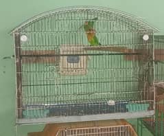 Bird cages available