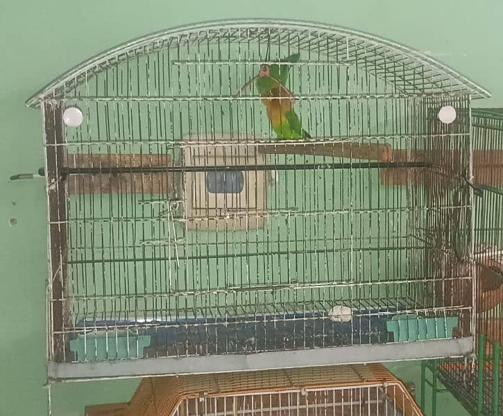 Bird cages available 0