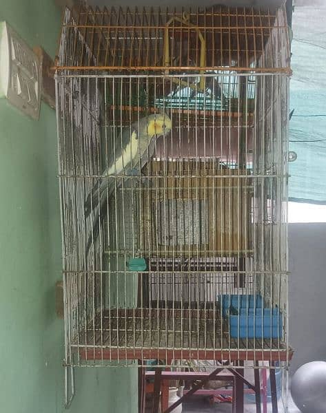 Bird cages available 1