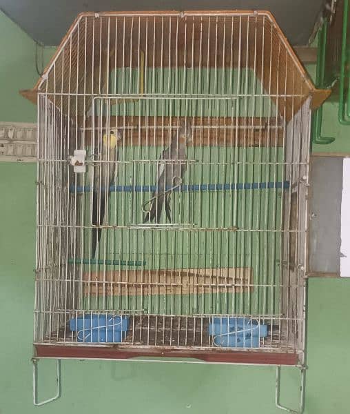 Bird cages available 2