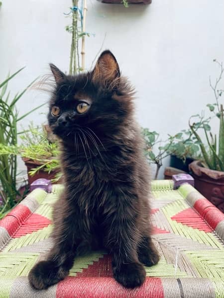 Persian cat / Kittens / Female cat / cat for sale 1