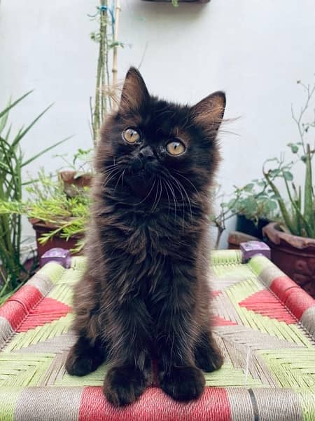 Persian cat / Kittens / Female cat / cat for sale 2