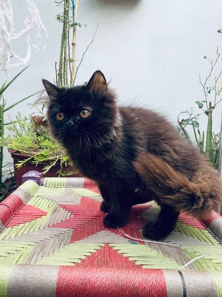 Persian cat / Kittens / Female cat / cat for sale 3