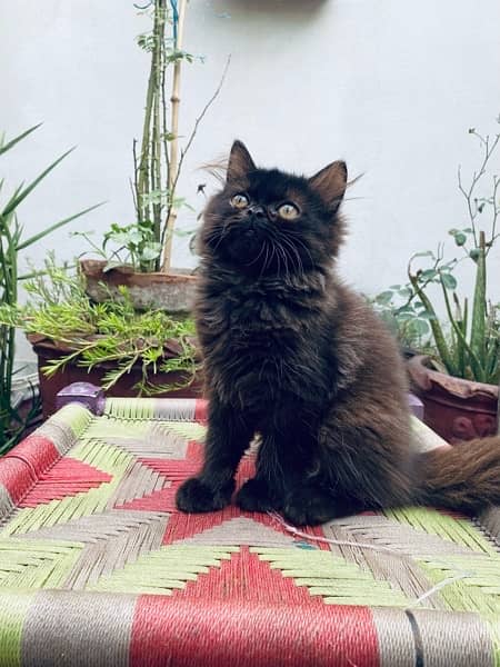 Persian cat / Kittens / Female cat / cat for sale 4