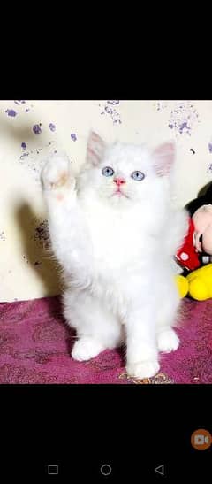 Persian Kittens Available